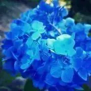 *Blue-life*