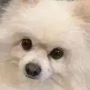 でぃーのすけ