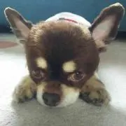 ちっと