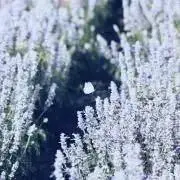 KRN