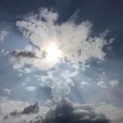 しだの画像