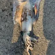 e.tの画像