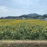 ゆー⭐️即購入OKの画像
