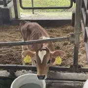 とろぱ