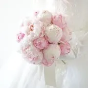 芍薬の画像