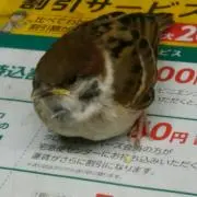 ちびの画像