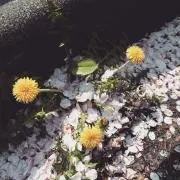 竹刀の画像