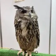 mimiの画像