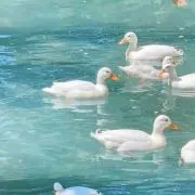 hkの画像