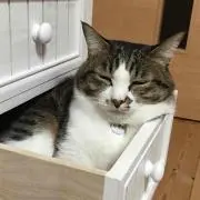 ゆきたん