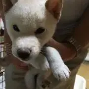 みかんの画像