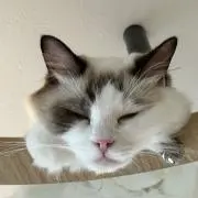 みの画像