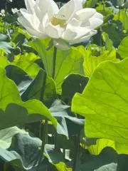 てったく