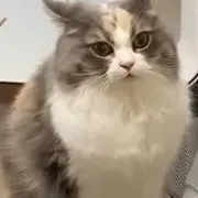 メル