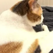 ミヌエットの画像
