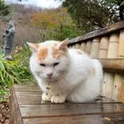 jadの画像