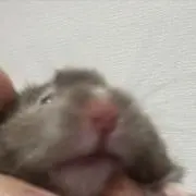 狐の画像