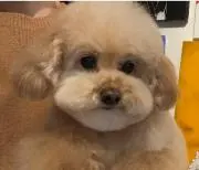 ジャックの画像