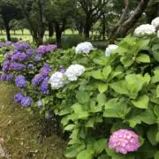 Mainanの画像
