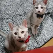 タジィーの画像