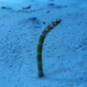 ひか