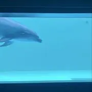 いるかの画像
