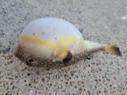 まる　〒発送のみの画像