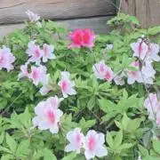 ゆぅ ☆プロフ必読☆の画像