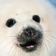プシュケの画像