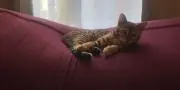 ちな