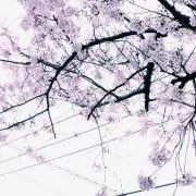sakura