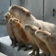 カピバラ集合