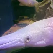 れっさー