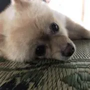 ブエナ