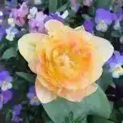 maruの画像