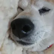 佐藤の画像