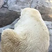 ショコラの画像