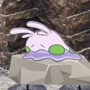 べにしょうがの画像