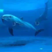 イルカ