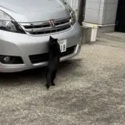 らっこ