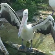 ペリミ