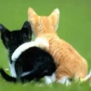 tabbyの画像