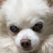 つねの画像