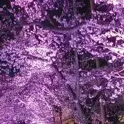 さくらんぼの画像