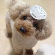 ねこ