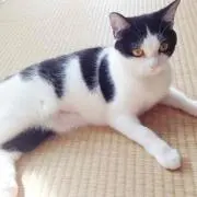 うり