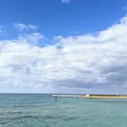 いんげんの画像