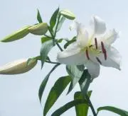 kako