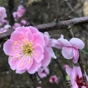 ココの画像