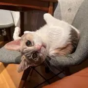 レバ子